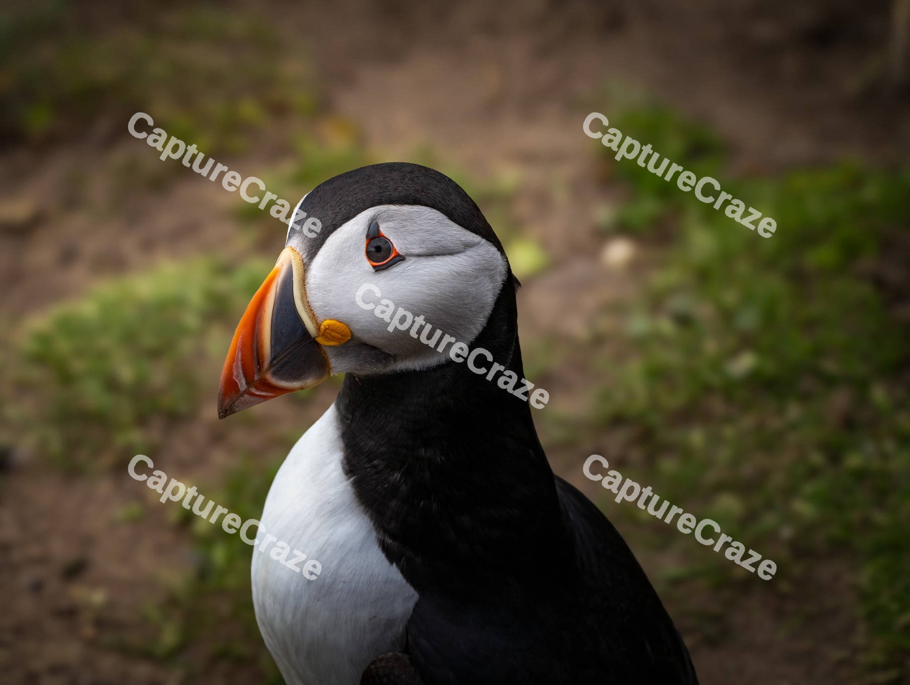Closeup shot of a Puffin Bird
